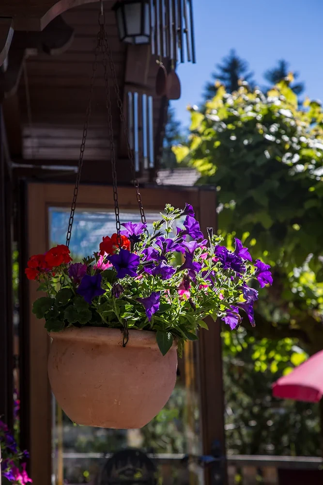Fleurs en terrasse à La Terrasse de Gryon